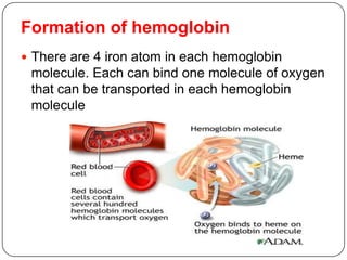 Formation of hemoglobin
 There are 4 iron atom in each hemoglobin
molecule. Each can bind one molecule of oxygen
that can be transported in each hemoglobin
molecule
 