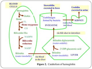 BLOOD
CELLS
LIVER
Bilirubin diglucuronide
(water-soluble)
2 UDP-glucuronic acid
via bile duct to intestines
Stercobilin
excreted in feces
Urobilinogen
formed by bacteria KIDNEY
Urobilin
excreted in urine
CO
Biliverdin IX
Heme oxygenase
O2
Bilirubin
(water-insoluble)
NADP+
NADPH
Biliverdin
reductase
Heme
Globin
Hemoglobin
reabsorbed
into blood
Bilirubin
(water-insoluble)
via blood
to the liver
INTESTINE
Figure 2. Catabolism of hemoglobin
 