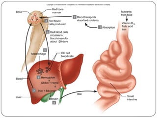 44
Bilirubin
Bone
Blood
Liver
Globin + Heme
3
2
1 Absorption
4
5
Macrophage
Hemoglobin
Iron + Biliverdin
8
6
7
Bile
Red bone
marrow
Red blood
cells produced
Red blood cells
circulate in
bloodstream for
about 120 days
Old red
blood cells
Blood transports
absorbed nutrients
Nutrients
from food
Vitamin B12
Folic acid
Iron
Small
intestine
Copyright © The McGraw-Hill Companies, Inc. Permission required for reproduction or display.
 