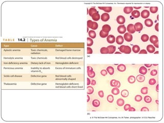 (b)
(a)
a: © The McGraw-Hill Companies, Inc./Al Telser, photographer :b © Ed Reschke
Copyright © The McGraw-Hill Companies, Inc. Permission required for reproduction or display.
53
 