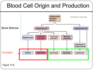 Blood Cell Origin and Production
Bone Marrow
Circulation
Figure 11-8
 