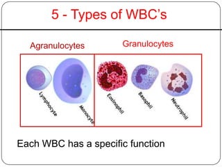 5 - Types of WBC’s
Each WBC has a specific function
GranulocytesAgranulocytes
 
