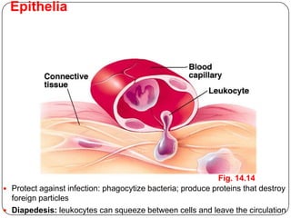 Epithelia
 Protect against infection: phagocytize bacteria; produce proteins that destroy
foreign particles
 Diapedesis: leukocytes can squeeze between cells and leave the circulation
Fig. 14.14
 