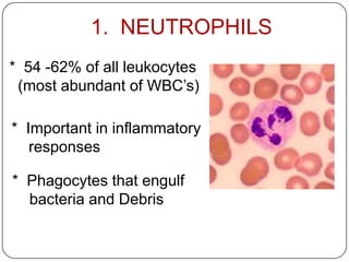 1. NEUTROPHILS
* 54 -62% of all leukocytes
(most abundant of WBC’s)
* Phagocytes that engulf
bacteria and Debris
* Important in inflammatory
responses
 