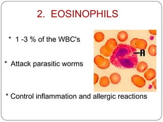 2. EOSINOPHILS
* 1 -3 % of the WBC's
* Attack parasitic worms
* Control inflammation and allergic reactions
 