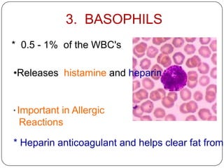 3. BASOPHILS
•Releases histamine and heparin
* 0.5 - 1% of the WBC's
* Important in Allergic
Reactions
* Heparin anticoagulant and helps clear fat from
 