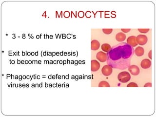 4. MONOCYTES
* Exit blood (diapedesis)
to become macrophages
* 3 - 8 % of the WBC's
* Phagocytic = defend against
viruses and bacteria
 