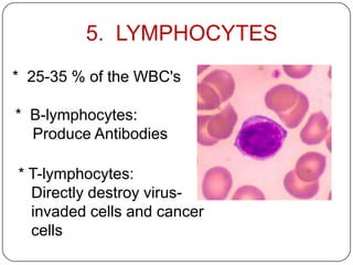 5. LYMPHOCYTES
* B-lymphocytes:
Produce Antibodies
* T-lymphocytes:
Directly destroy virus-
invaded cells and cancer
cells
* 25-35 % of the WBC's
 