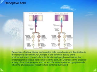 Off Center Vision Method 08b vision processing form and shape | PPT