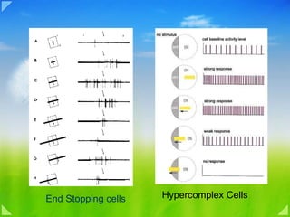 Hypercomplex Cell 08b vision processing form and shape | PPT