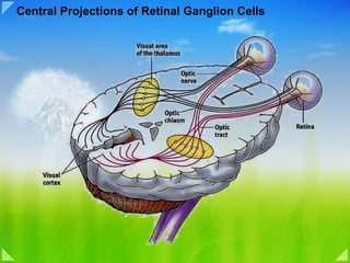 Central Projections of Retinal Ganglion Cells 