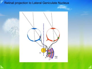 Retinal projection to Lateral Geniculate Nucleus  