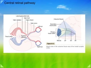 Central retinal pathway 