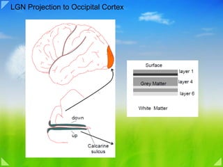 LGN Projection to Occipital Cortex 