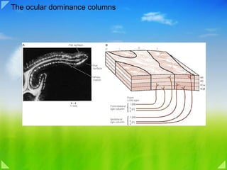 The ocular dominance columns 