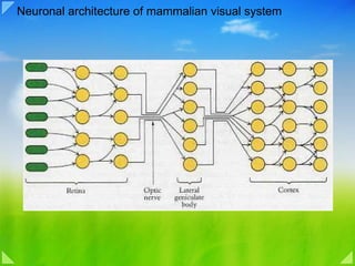 Neuronal architecture of mammalian visual system 