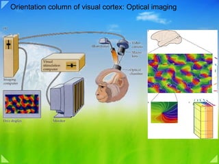 Orientation column of visual cortex: Optical imaging 