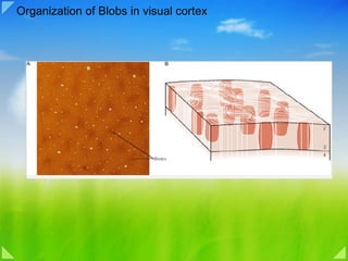 Organization of Blobs in visual cortex 