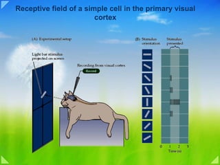 Receptive field of a simple cell in the primary visual cortex 