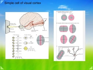 Simple cell of visual cortex 