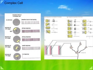 Complex Cell 