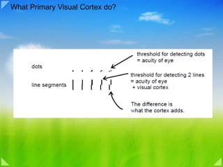 What Primary Visual Cortex do? 