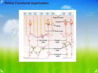 Retina Functional organization 
