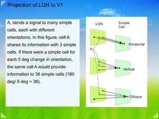 Projection of LGN to V1 A, sends a signal to many simple cells, each with different orientations. In this figure, cell A shares its information with 3 simple cells. If there were a simple cell for each 5 deg change in orientation, the same cell A would provide information to  36 simple cells (180 deg/ 5 deg = 36). 