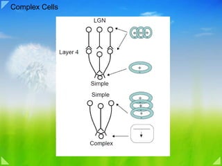 Complex Cells 