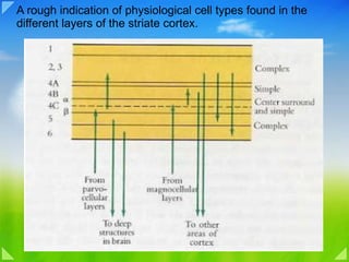 A rough indication of physiological cell types found in the different layers of the striate cortex. 