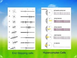 Hypercomplex Cells End Stopping cells 