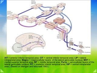 AIT  = anterior inferior temporal area;  CIT  = central inferior temporal area;  LIP  = lateral intraparietal area;  Magno  = magnocellular layers  of the lateral geniculate nucleus;  MST  = medial superior temporal area;  MT  = middle temporal area;  Parvo  = parvocellular layers of the lateral geniculate nucleus;  PIT  = posterior inferior temporal area;  VIP  = ventral intraparietal area.) (Based on Merigan and Maunsell 1993.) 