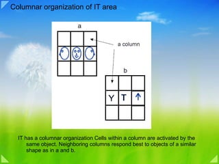Columnar organization of IT area IT has a columnar organization Cells within a column are activated by the same object. Neighboring columns respond best to objects of a similar shape as in a and b. 