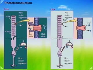 Phototransduction 