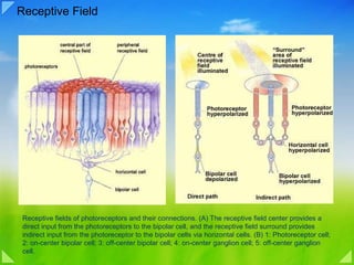Receptive Field Receptive fields of photoreceptors and their connections. (A) The receptive field center provides a direct input from the photoreceptors to the bipolar cell, and the receptive field surround provides indirect input from the photoreceptor to the bipolar cells via horizontal cells. (B) 1: Photoreceptor cell; 2: on-center bipolar cell; 3: off-center bipolar cell; 4: on-center ganglion cell; 5: off-center ganglion cell. 