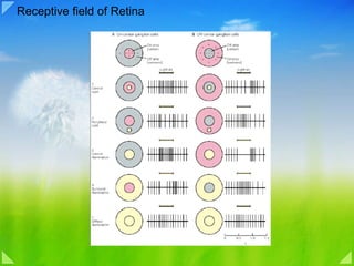 Receptive field of Retina 