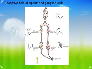Receptive field of bipolar and ganglion cells 