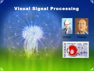 Visual Signal Processing Hubel  Wiesel 