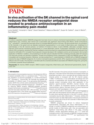 Research Paper
In vivo activation of the SK channel in the spinal cord
reduces the NMDA receptor antagonist dose
needed to produce antinociception in an
inflammatory pain model
Lucia Hip ´olitoa
, Amanda K. Fakiraa
, David Caban˜ eroa
, Rebecca Bland ´ona
, Susan M. Carltonb
, Jose A. Mor ´ona
,
Zara Melyana,
*
Abstract
N-methyl-D-aspartate receptor (NMDAR) antagonists have been shown to reduce mechanical hypersensitivity in animal models of
inflammatory pain. However, their clinical use is associated with significant dose-limiting side effects. Small-conductance
Ca21
-activated K1
channels (SK) have been shown to modulate NMDAR activity in the brain. We demonstrate that in vivo activation
of SK channels in the spinal cord can alleviate mechanical hypersensitivity in a rat model of inflammatory pain. Intrathecal (i.t.)
administration of the SK channel activator, 6,7-dichloro-1H-indole-2,3-dione 3-oxime (NS309), attenuates complete Freund
adjuvant (CFA)-induced mechanical hypersensitivity in a dose-dependent manner. Postsynaptic expression of the SK channel
subunit, SK3, and apamin-sensitive SK channel–mediated currents recorded from superficial laminae are significantly reduced in the
dorsal horn (DH) after CFA. Complete Freund adjuvant–induced decrease in SK-mediated currents can be reversed in vitro by bath
application of NS309. In addition, immunostaining for the SK3 subunit indicates that SK3-containing channels within DH neurons
can have both somatic and dendritic localization. Double immunostaining shows coexpression of SK3 and NMDAR subunit, NR1,
compatible with functional interaction. Moreover, we demonstrate that i.t. coadministration of NS309 with an NMDAR antagonist
reduces the dose of NMDAR antagonist, DL-2-amino-5-phosphonopentanoic acid (DL-AP5), required to produce antinociceptive
effects in the CFA model. This reduction could attenuate the unwanted side effects associated with NMDAR antagonists, giving this
combination potential clinical implications.
Keywords: SK channel, NMDA receptor, NMDA receptor antagonists, Inflammatory pain, Mechanical hypersensitivity, Spinal
cord, CFA
1. Introduction
One property of pronociceptive neurons in the dorsal horn (DH) is
increased excitability when in a sensitized state.7,56
One of the
key regulators of neuronal excitability is a small-conductance
Ca21
-activated K1
channel (SK). SK channels can regulate cell
excitability in 3 different ways: (1) by generating afterhyperpola-
rization (AHP) that controls action potential firing frequency,31,45
(2) by reducing action potential–induced Ca21
transients,52
or (3)
by reducing NMDA receptor (NMDAR)-mediated excitatory
synaptic transmission and plasticity.9,18,19,39,49
Three SK channel
subunits have been described, SK1, SK2 and SK3,1
all of which
are expressed both in the dorsal root ganglia (DRG) neurons37
and in DH neurons in the spinal cord.16,37,46
There is an indication
that SK channels in the spinal cord are involved in nociception, in
particular, it has been shown that dorsal root–evoked ventral root
potentials recorded in vitro in neonatal rats are inhibited when SK
channel activity is increased with the SK channel opener,
1-EBIO.6
Furthermore, in vivo extracellular recordings from DH
neurons in anesthetized rats showed increased responses to
naturally evoked nociceptive stimuli after application of the
selective apamin-sensitive SK2/SK3 channel blocker UCL
1848. In addition, an intraplantar injection of the selective SK
channel blocker, apamin, has been shown to induce mechanical
allodynia and heat hyperalgesia in naive rats.40
In an animal model of nociception, AHP is downregulated in
DRG cells and reticulospinal neurons after nerve injury.27,30,34,48
An early study reported reduction in the AHP in primary afferent
nociceptive neurons after inflammation.17
However, whether SK
channel function can alter inflammation-induced pain sensitivity is
unclear, and the role of the DH SK channels in inflammatory pain
is poorly understood.
NMDAR antagonists are known to reduce mechanical
hypersensitivity associated with tissue inflammation.24,44
Al-
though a number of NMDAR antagonists are antinociceptive in
animal models of inflammatory pain, they are associated with
significant dose-limiting side effects in the clinic, including
sedation, nausea, dissociative reactions, etc.14,25,55
Given the
modulatory action of SK channels on NMDAR-mediated synaptic
transmission and plasticity,9,18,19,39,49
we hypothesized that
Sponsorships or competing interests that may be relevant to content are disclosed
at the end of this article.
a
Department of Anesthesiology, Columbia University Medical Center, New York,
NY, USA, b
Department of Neuroscience and Cell Biology, University of Texas
Medical Branch, Galveston, TX, USA
*Corresponding author. Address: Department of Anesthesiology, Columbia
University Medical Center, 630 West 168th St, P.H. 5-505, New York, NY 10032,
USA. Tel.: 11 212 305 2008; fax: 11 212 305 0777. E-mail address: zm2177@
columbia.edu (Z. Melyan).
PAIN 156 (2015) 849–858
© 2015 International Association for the Study of Pain
http://dx.doi.org/10.1097/j.pain.0000000000000124
May 2015
·Volume 156
·Number 5 www.painjournalonline.com 849
Copyright Ó 2015 by the International Association for the Study of Pain. Unauthorized reproduction of this article is prohibited.
 