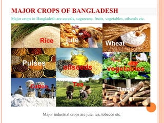 MAJOR CROPS OF BANGLADESH
Major crops in Bangladesh are cereals, sugarcane, fruits, vegetables, oilseeds etc.
Major industrial crops are jute, tea, tobacco etc.
Rice jute Wheat
Pulses
oilseeds vegetables
Cotton Tea
Timber
 