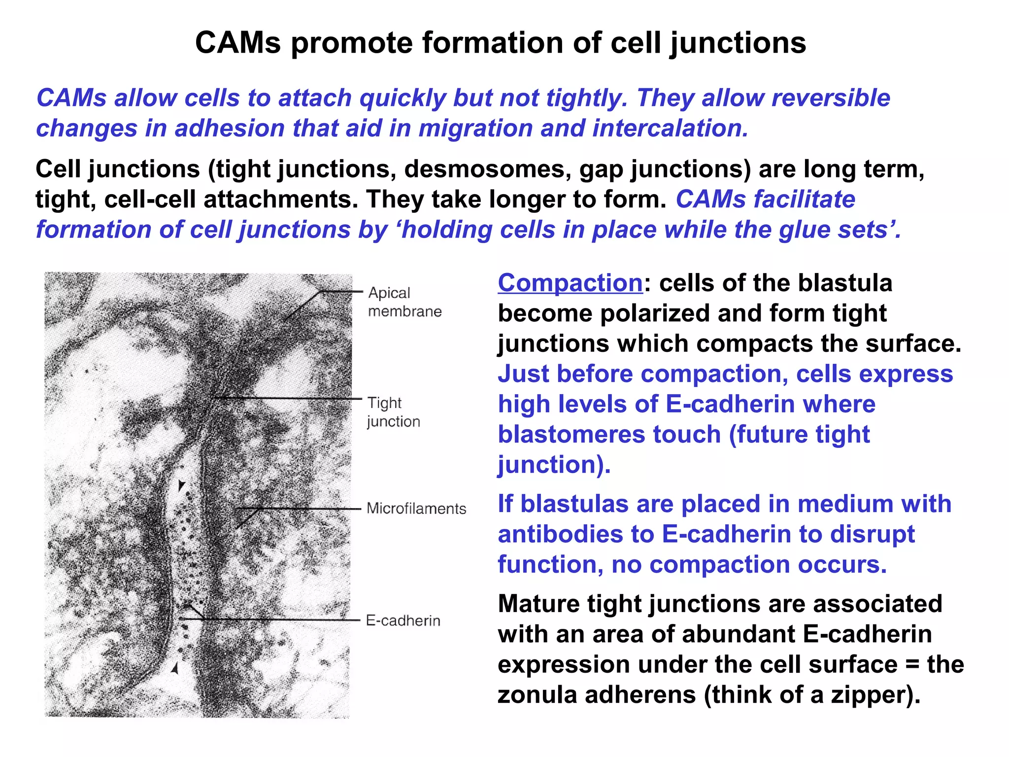 CAMs promote formation of cell junctions
CAMs allow cells to attach quickly but not tightly. They allow reversible
changes in adhesion that aid in migration and intercalation.
Cell junctions (tight junctions, desmosomes, gap junctions) are long term,
tight, cell-cell attachments. They take longer to form. CAMs facilitate
formation of cell junctions by ‘holding cells in place while the glue sets’.
Compaction: cells of the blastula
become polarized and form tight
junctions which compacts the surface.
Just before compaction, cells express
high levels of E-cadherin where
blastomeres touch (future tight
junction).
If blastulas are placed in medium with
antibodies to E-cadherin to disrupt
function, no compaction occurs.
Mature tight junctions are associated
with an area of abundant E-cadherin
expression under the cell surface = the
zonula adherens (think of a zipper).
 