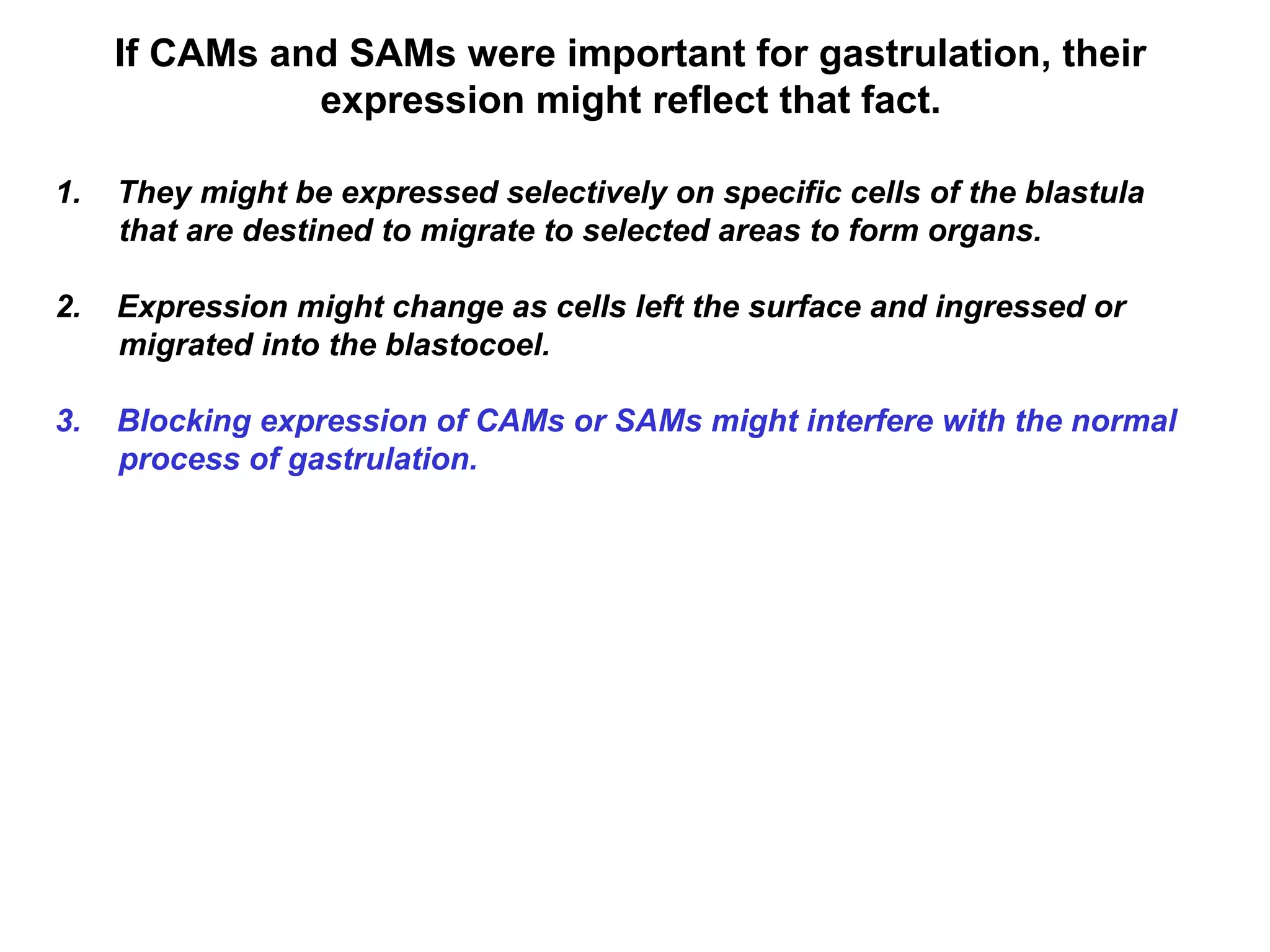 If CAMs and SAMs were important for gastrulation, their
expression might reflect that fact.
1. They might be expressed selectively on specific cells of the blastula
that are destined to migrate to selected areas to form organs.
2. Expression might change as cells left the surface and ingressed or
migrated into the blastocoel.
3. Blocking expression of CAMs or SAMs might interfere with the normal
process of gastrulation.
 