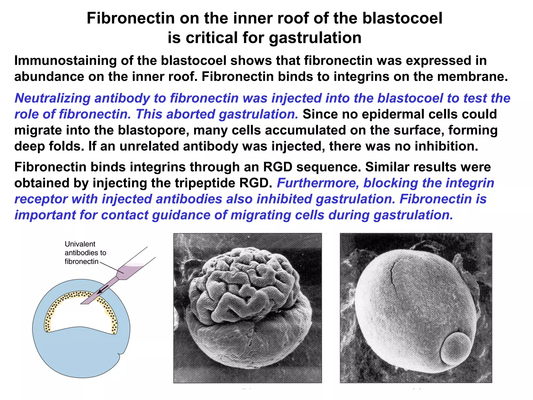 Fibronectin on the inner roof of the blastocoel
is critical for gastrulation
Immunostaining of the blastocoel shows that fibronectin was expressed in
abundance on the inner roof. Fibronectin binds to integrins on the membrane.
Neutralizing antibody to fibronectin was injected into the blastocoel to test the
role of fibronectin. This aborted gastrulation. Since no epidermal cells could
migrate into the blastopore, many cells accumulated on the surface, forming
deep folds. If an unrelated antibody was injected, there was no inhibition.
Fibronectin binds integrins through an RGD sequence. Similar results were
obtained by injecting the tripeptide RGD. Furthermore, blocking the integrin
receptor with injected antibodies also inhibited gastrulation. Fibronectin is
important for contact guidance of migrating cells during gastrulation.
 