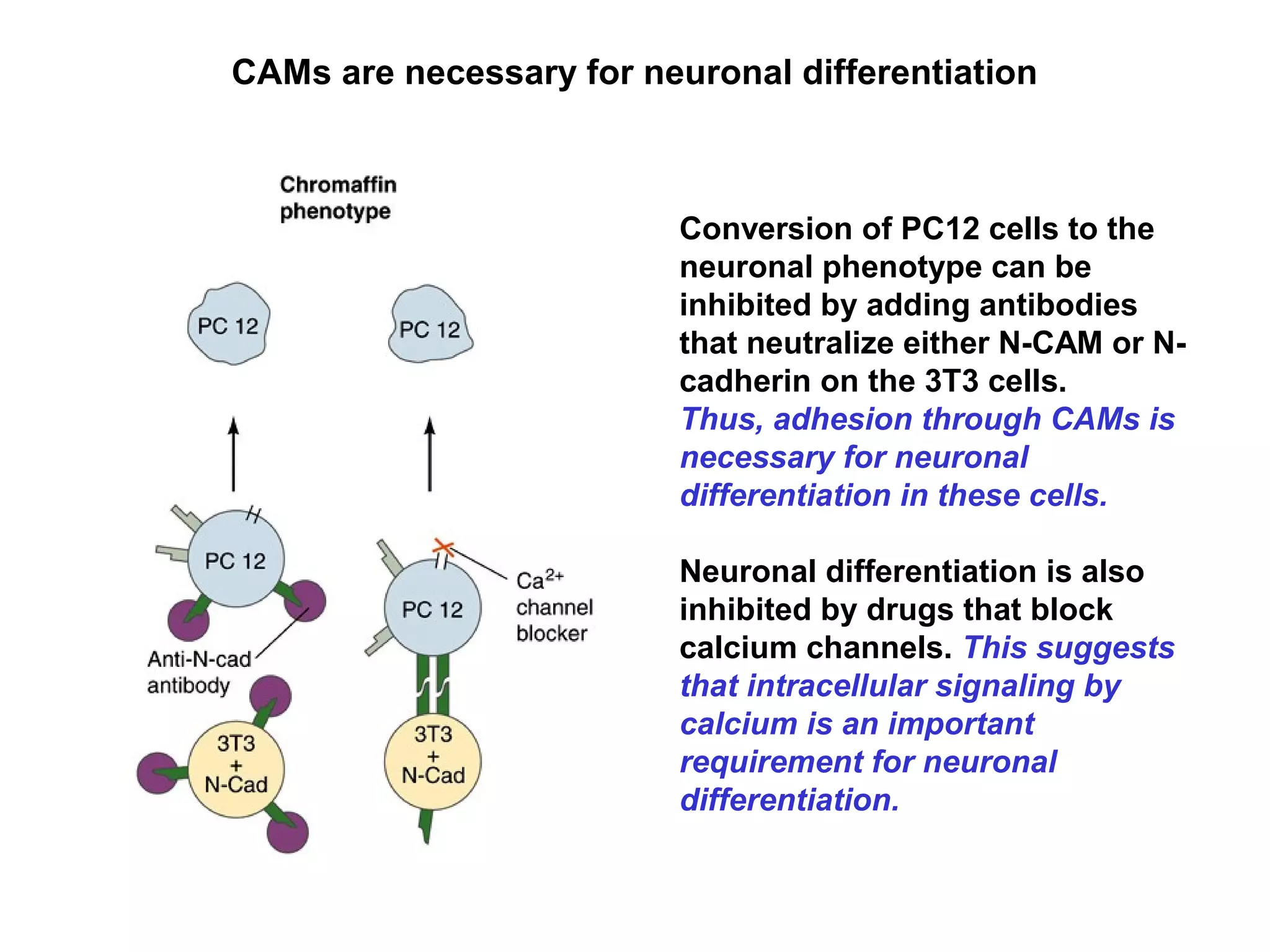 Conversion of PC12 cells to the
neuronal phenotype can be
inhibited by adding antibodies
that neutralize either N-CAM or N-
cadherin on the 3T3 cells.
Thus, adhesion through CAMs is
necessary for neuronal
differentiation in these cells.
Neuronal differentiation is also
inhibited by drugs that block
calcium channels. This suggests
that intracellular signaling by
calcium is an important
requirement for neuronal
differentiation.
CAMs are necessary for neuronal differentiation
 