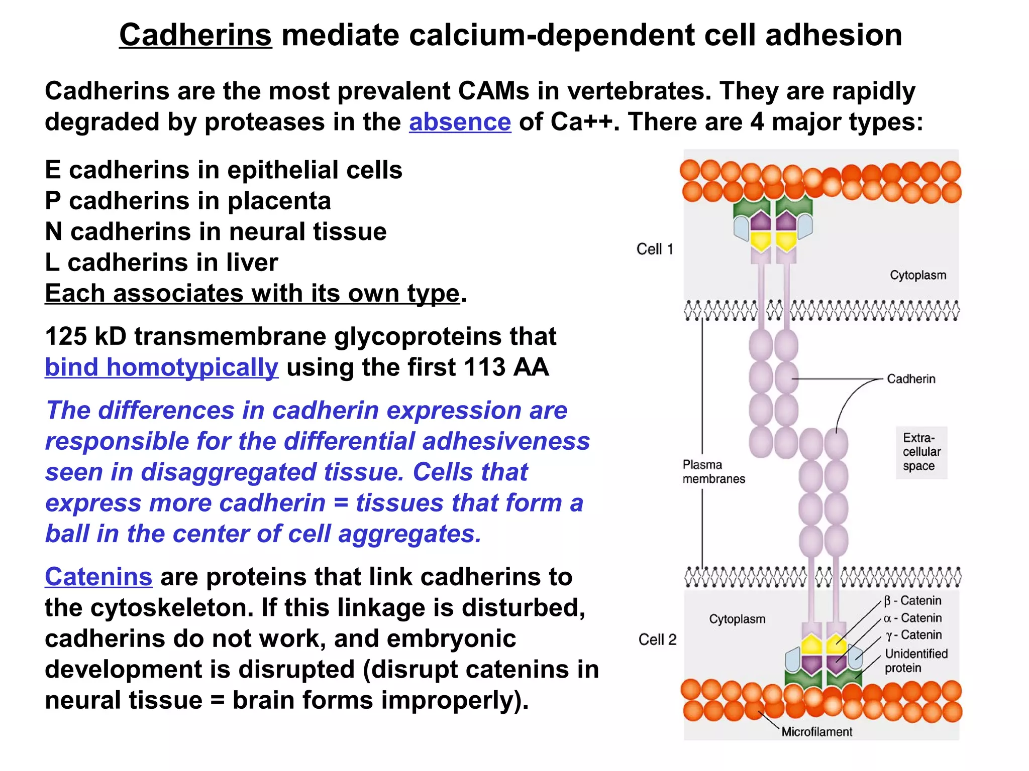 Cadherins mediate calcium-dependent cell adhesion
Cadherins are the most prevalent CAMs in vertebrates. They are rapidly
degraded by proteases in the absence of Ca++. There are 4 major types:
E cadherins in epithelial cells
P cadherins in placenta
N cadherins in neural tissue
L cadherins in liver
Each associates with its own type.
125 kD transmembrane glycoproteins that
bind homotypically using the first 113 AA
The differences in cadherin expression are
responsible for the differential adhesiveness
seen in disaggregated tissue. Cells that
express more cadherin = tissues that form a
ball in the center of cell aggregates.
Catenins are proteins that link cadherins to
the cytoskeleton. If this linkage is disturbed,
cadherins do not work, and embryonic
development is disrupted (disrupt catenins in
neural tissue = brain forms improperly).
 