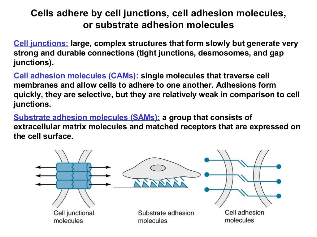 08 cell adhesion
