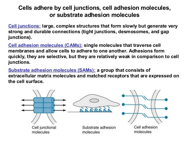 08 cell adhesion