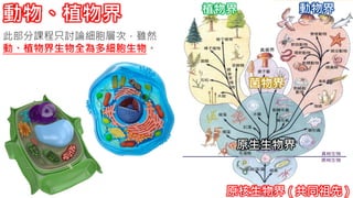 植物界 動物界
原生生物界
原核生物界 ( 共同祖先 )
菌物界
動物、植物界
此部分課程只討論細胞層次，雖然
動、植物界生物全為多細胞生物。
 