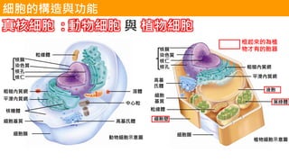 08 細胞與微生物 08 細胞與微生物