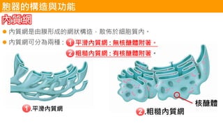 胞器的構造與功能
內質網
⚫ 內質網是由膜形成的網狀構造，散佈於細胞質內。
⚫ 內質網可分為兩種 : ⚫ 平滑內質網 : 無核醣體附著。
⚫ 粗糙內質網 : 有核醣體附著。
 